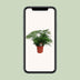 Asparagus Setaceus - Zier-Spargel im 17cm Topf, 45cm hoch Bild 5