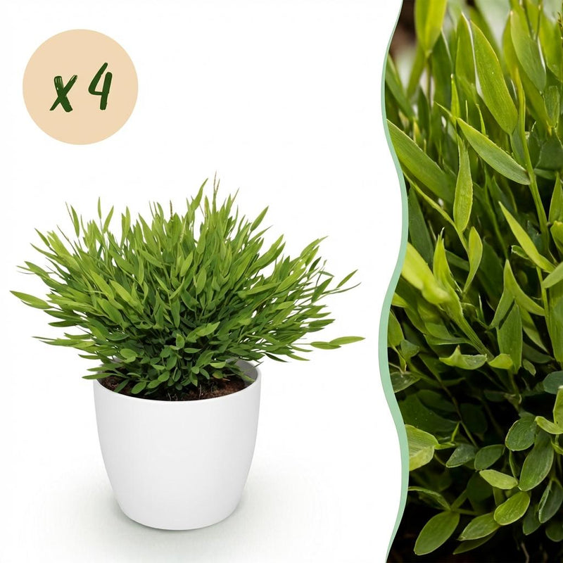 Green boutiQ Bamusa Pogonatherum Monica - Bambusgras, 4 Pflanzen