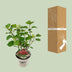 Endlose Hortensie 'Pink Annabelle' - 19cm Topf, 30cm hoch Bild 4