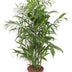 Chamaedorea Seifrizii - 140cm Bild 1