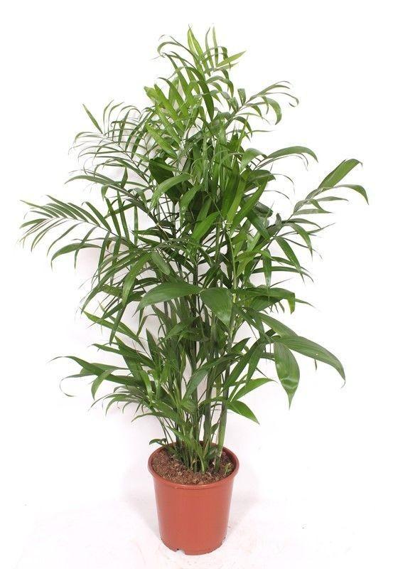 Chamaedorea Seifrizii - 140cm