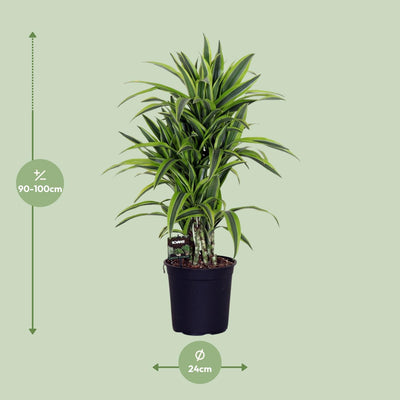 Dracaena Fragrans Lemon Lime (Ø24cm, ↕100cm) – Exotische Schönheit für Ihr Zuhause