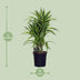 Dracaena Fragrans Lemon Lime (Ø24cm, ↕100cm) – Exotische Schönheit für Ihr Zuhause Bild 2