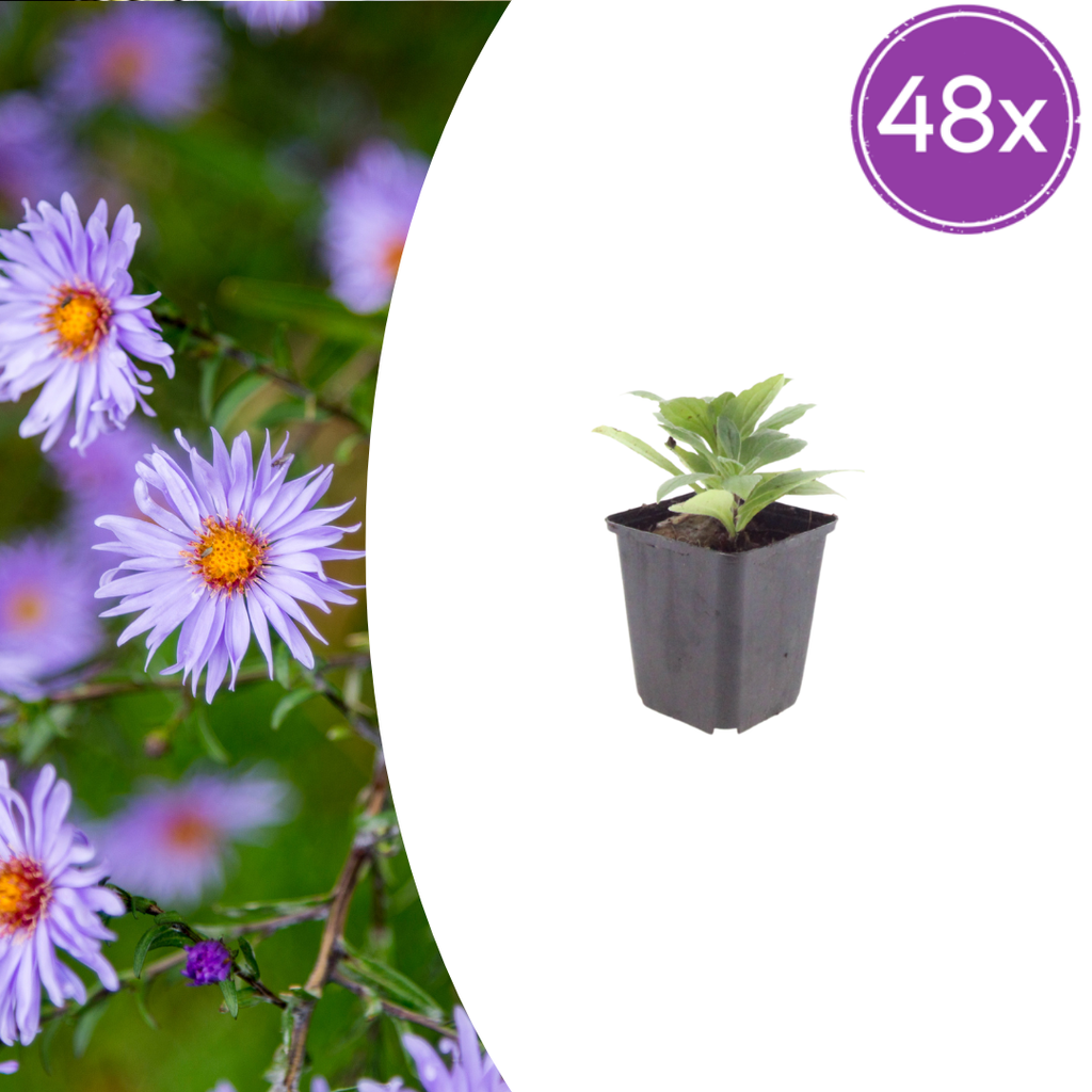 48x Aster frikartii 'Monch' - ↕10-25cm - Ø9cm