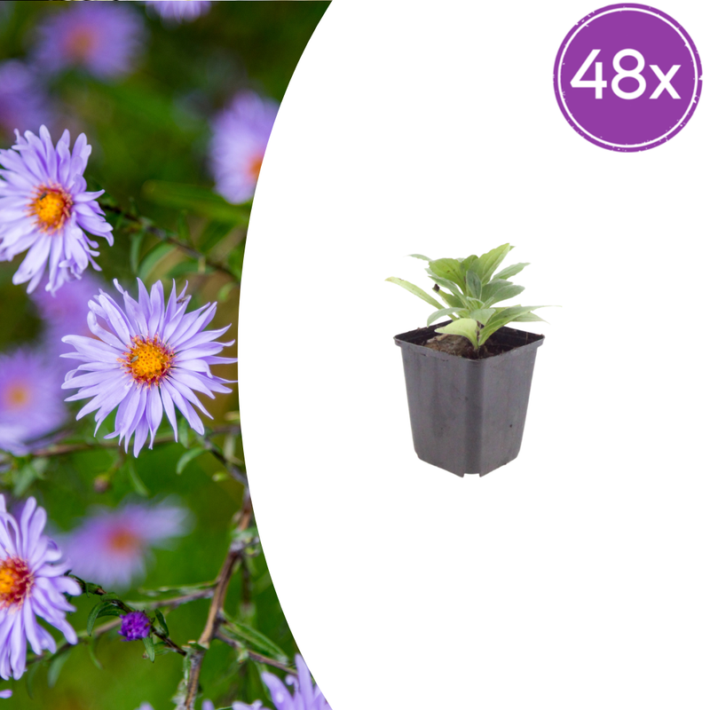 48x Aster frikartii 'Mönch' - Flowering Perennials for Your Garden
