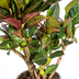 Codiaeum 'Croton' Petra mit Korb Ø21cm - ↕60 - 80cm Bild 4
