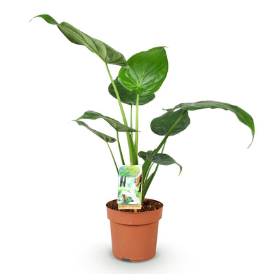 Green boutiQ - Zimmerpflanzen - Alocasia Cucullata - Buddhas Hand - Wenig Pflege - Grün - 1 Pflanze - Topf 17cm - Höhe 60-65cm