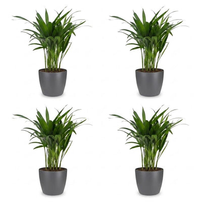 Green boutiQ - Areca Lutescens - Goldfruchtpalme - 4 Pflanzen - mit Potter Grijs - Topf 12cm - Höhe - 45cm
