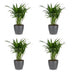 Green boutiQ - Areca Lutescens - Goldfruchtpalme - 4 Pflanzen - mit Potter Grijs - Topf 12cm - Höhe - 45cm Bild 2