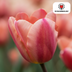 Tulpenbollen Apricot Foxx – 20 Stuks | KH Bloembollen® | Zalmroze Tulp – Elegant & Grootbloemig – Voor Tuin of Pot – Maat 11/12 – Vers van de Teler Bild 3