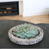 Wurzellose Echeveria Pulidonis im Beton-Übertopf Ø20cm Bild 4