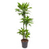 Dracaena Golden Coast - 140 cm - Ø27 cm Topf Bild 1