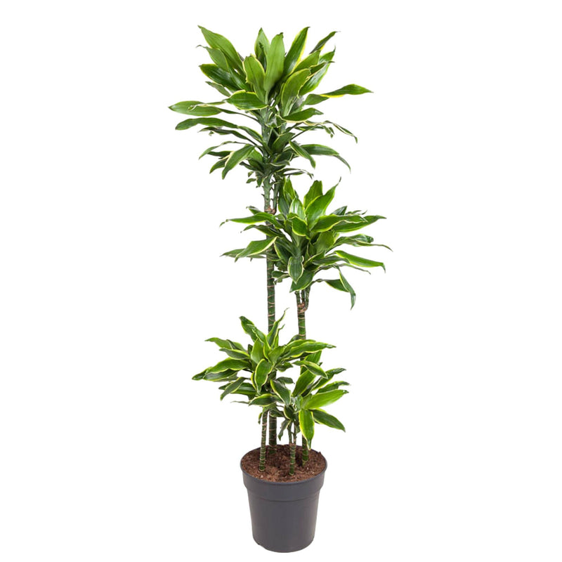 Dracaena Golden Coast - 140 cm - Ø27 cm Topf