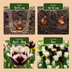 30x Tulipa Breakdance Mix: Farbenfrohe Frühlingspracht Bild 4