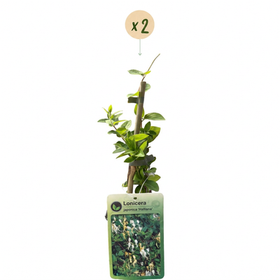 2x Japanisches Geißblatt 'Halliana' Kletterpflanze, Weiß-Gelb