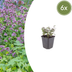 6x Origanum laevigatum 'Herrenhausen' Kräuterpflanze, 10-25cm Bild 1