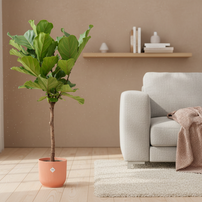 Ficus Lyrata Geigenfeige mit Elho Topf - 150 cm