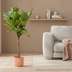Ficus Lyrata Geigenfeige mit Elho Topf - 150 cm Bild 2