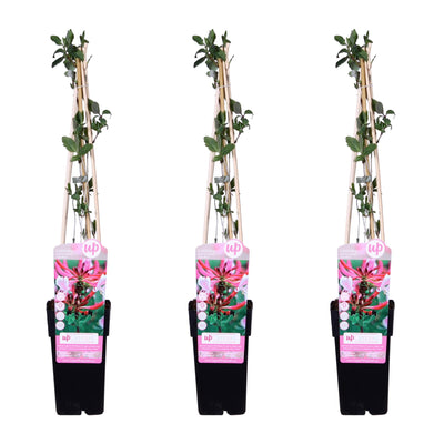 3er Set Efeu Geißblatt Serotina, Lonicera periclymenum, 65 cm