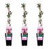 3er Set Efeu Geißblatt Serotina, Lonicera periclymenum, 65 cm Bild 1