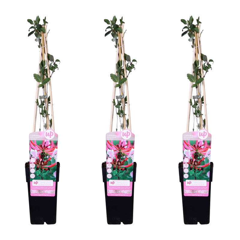3er Set Efeu Geißblatt Serotina, Lonicera periclymenum, 65 cm