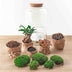 Flaschengarten Sven Bonsai DIY-Set mit Ficus Ginseng & Moos Bild 4