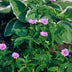 24x Geranium nodosum - ↕10-25cm - Ø9cm Bild 6