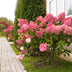 GreenboutiQ - Rispenhortensie - Hydrangea panniculata Vanille Fraise - Blüte Weiß Rosa - 3 Pflanzen 1 m² - Laubabwerfend - Große Blüten - Topf 17cm Höhe 50cm Bild 5