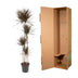 Dracaena Magenta, 180 cm, Topf ø27: Tropische Eleganz für Ihr Zuhause Bild 4