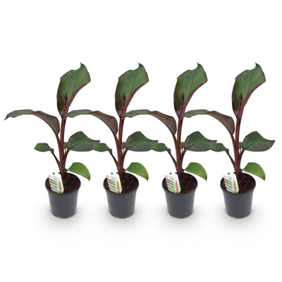 GreenboutiQ Bananenpflanze Ensete ventricosum Maurelli, 4 Pflanzen