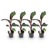 GreenboutiQ Bananenpflanze Ensete ventricosum Maurelli, 4 Pflanzen Bild 2