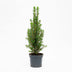 Mini-Kerstboom - Chamaecyparis - 25-30 cm Bild 1