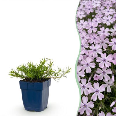 Green boutiQ - Perennial - Phlox Benita - Flame Flower - Ground Cover - Blue - 6 Plants - Pot 11cm - Height 15-25cm
