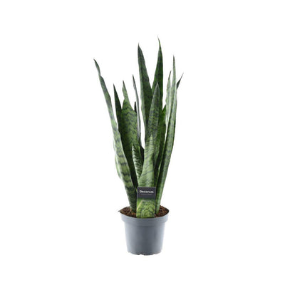Sansevieria Zeylanica (Decorum) Ø14cm - ↕55cm