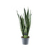 Sansevieria Zeylanica (Decorum) Ø14cm - ↕55cm Bild 1