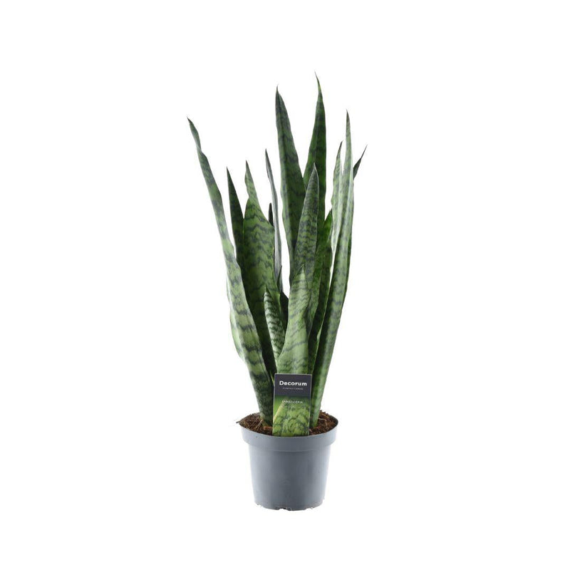 Sansevieria Zeylanica (Decorum) Ø14cm - ↕55cm