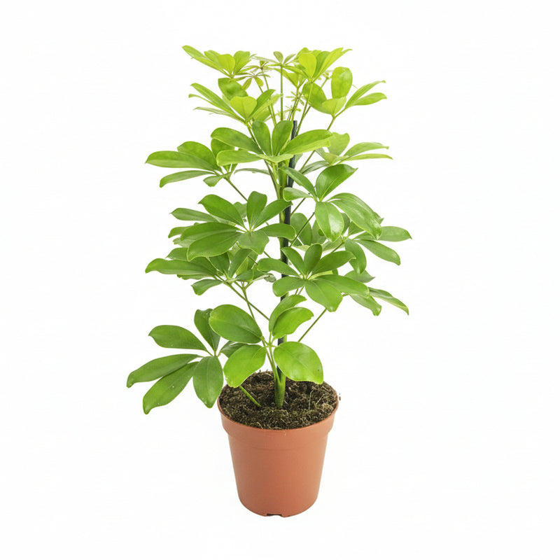 Schefflera Nora Zimmerpflanze - Ø13cm Topf, 45cm Höhe