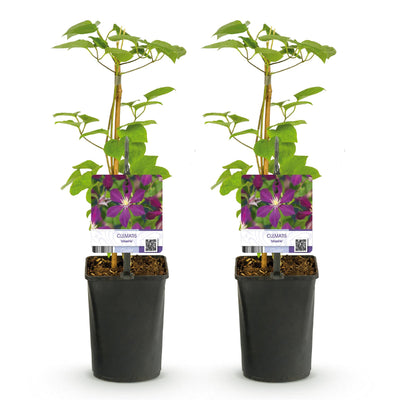 Clematis Mikelite Kletterpflanze, Lila/Weiß, Wenig Pflege, 2er Pack