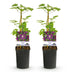 Clematis Mikelite Climbing Plant, Purple/White, Low Maintenance, 2-Pack Bild 2
