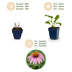 Green boutiQ - Staude - Echinacea purp. Magnus - Sonnenhut - Bienen- und Schmetterlingsanzieher - Rosa - 12 Pflanzen - Topf 11cm - Höhe 15-25cm Bild 4