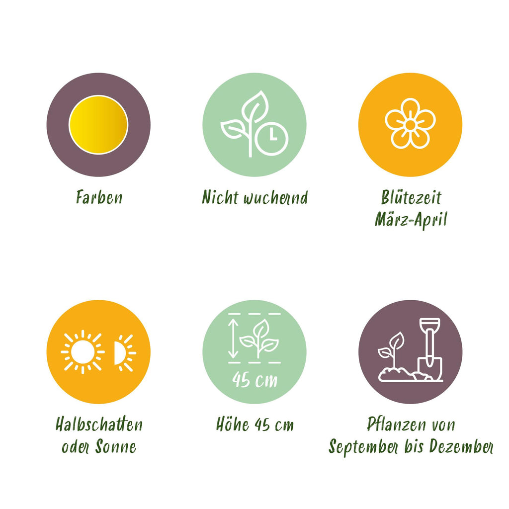 GreenboutiQ - Blumenzwiebeln - Narzisse Tete-A-Tete - Bulbs Hardy Perennial - Farbe Gelb - 25 Stück - Zwiebelgröße 10/11 - XXL Pack