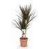 Dracaena Magenta Zimmerpflanze – Wenig Pflege, Rote/Lila Stängel, Topf 17cm Bild 2