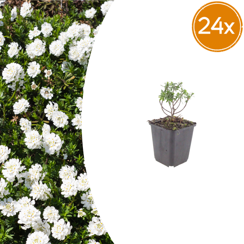 24x Iberis 'Schneeflocke' Staude, 10-25cm, Ø9cm