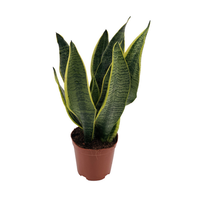 Sansevieria Superba Topfpflanze – Ø12cm, 40cm hoch, pflegeleicht