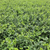 6x Euonymus fort. 'Minimus' - ↕10-25cm - Ø9cm Bild 6