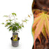 Acer palmatum Katsura - Orange Zierbaum, pflegeleicht, Topf 12cm Bild 1