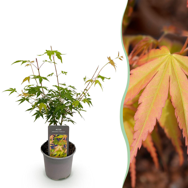Acer palmatum Katsura - Orange Zierbaum, pflegeleicht, Topf 12cm