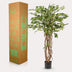 Künstliche Ficus Liane (Geigenblattpflanze) – 140 cm – Realistisch & Elegant Bild 5