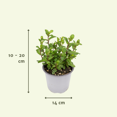 Gartenkräuter-Mischung: 4 Pflanzen im Ø14cm Topf, 18cm hoch