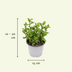 Gartenkräuter-Mischung: 4 Pflanzen im Ø14cm Topf, 18cm hoch Bild 2